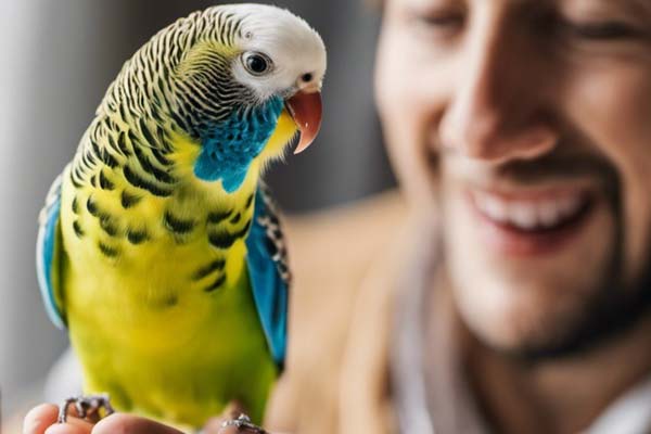 Do Parakeets Like to Be Held