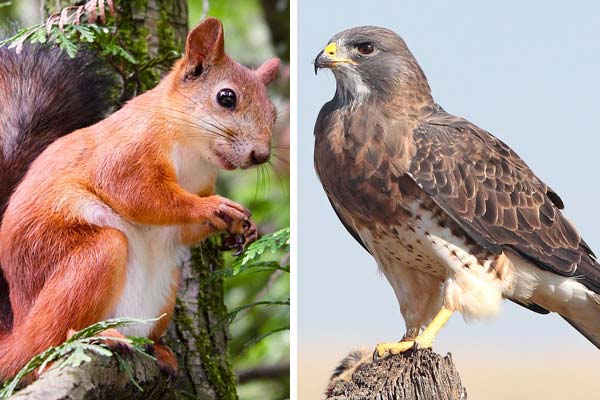 Do Hawks Eat Squirrels? Unraveling the Hunt in the Sky and on the Ground