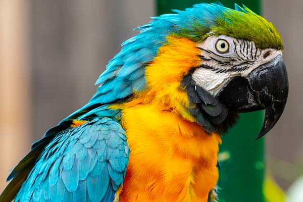 How to Clean a Parrot’s Nostrils: A Step-by-Step Guide