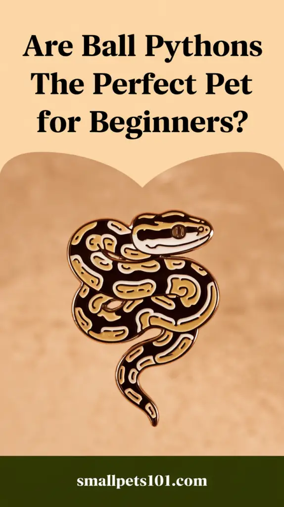 Are Ball Pythons the Perfect Pet for Beginners? Find Out Now! - Small ...